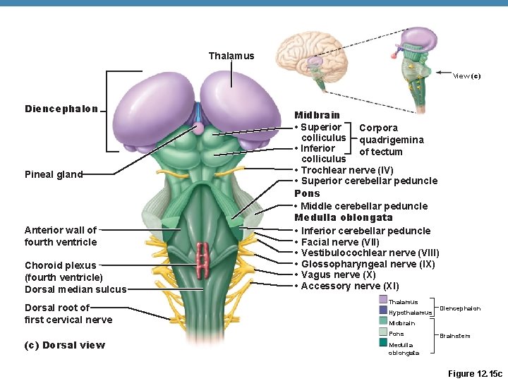 Thalamus View (c) Diencephalon Pineal gland Anterior wall of fourth ventricle Choroid plexus (fourth