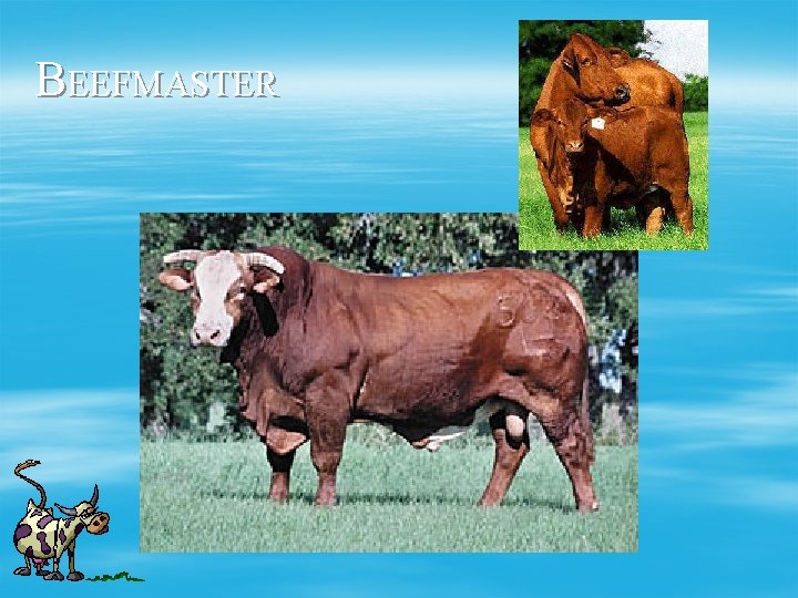 BEEFMASTER 