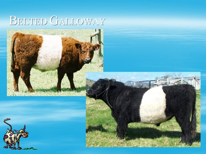 BELTED GALLOWAY 