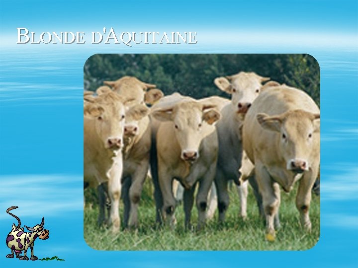 BLONDE D'AQUITAINE 