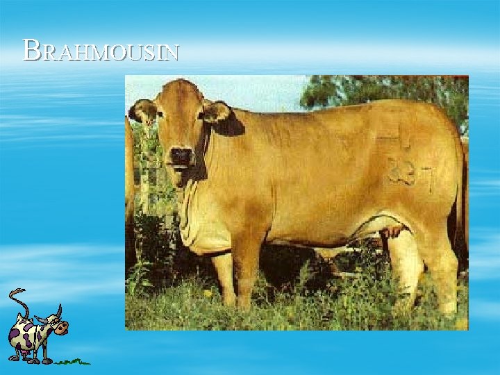BRAHMOUSIN 