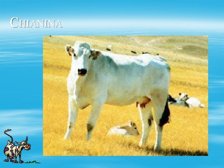 CHIANINA 