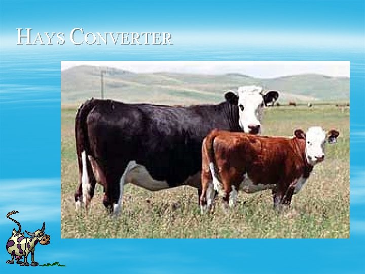 HAYS CONVERTER 