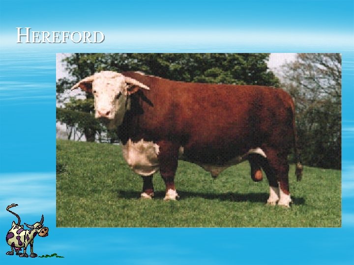 HEREFORD 