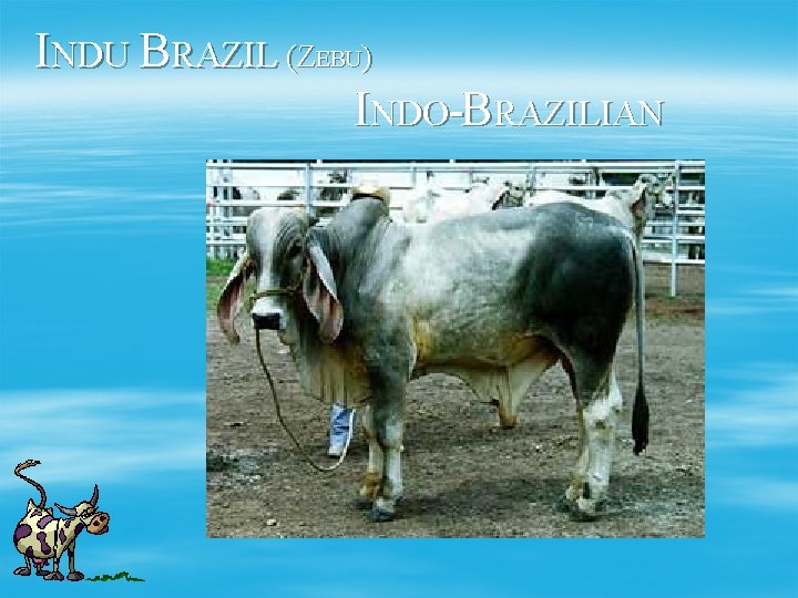 INDU BRAZIL (ZEBU) INDO-BRAZILIAN 