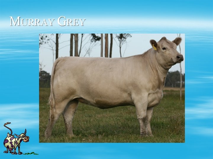 MURRAY GREY 
