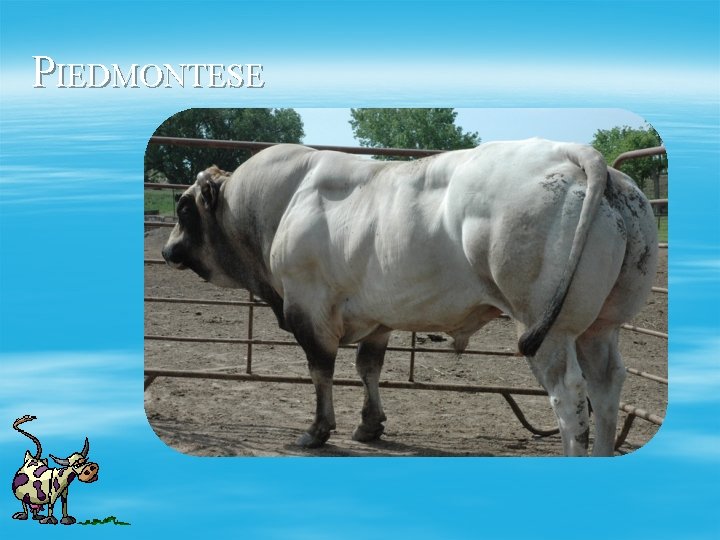 PIEDMONTESE 