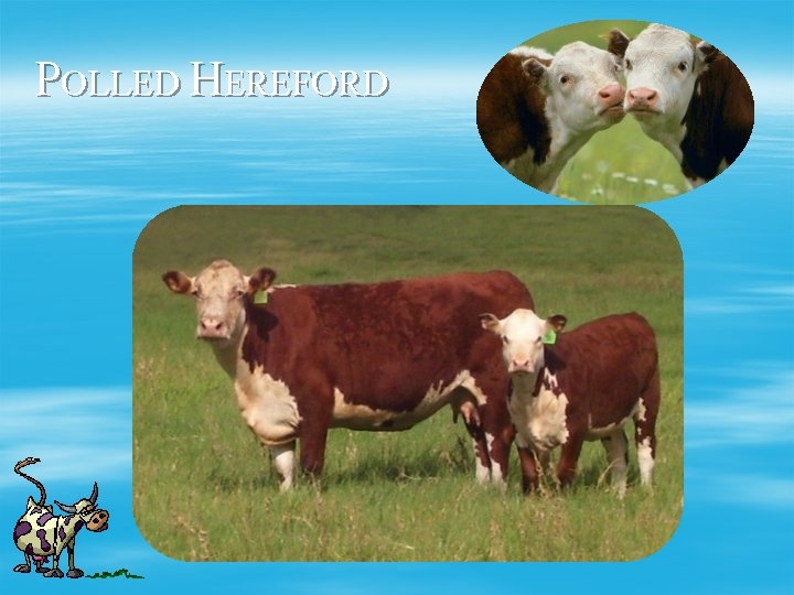 POLLED HEREFORD 