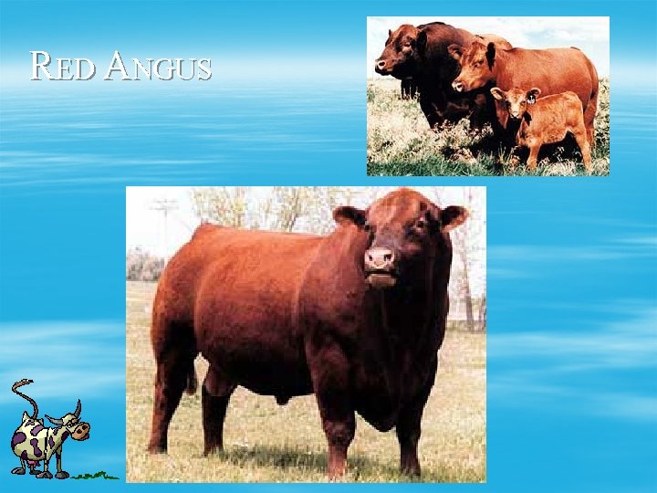 RED ANGUS 