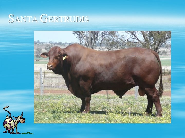 SANTA GERTRUDIS 