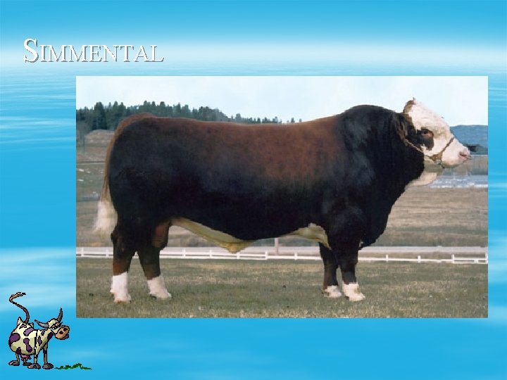 SIMMENTAL 