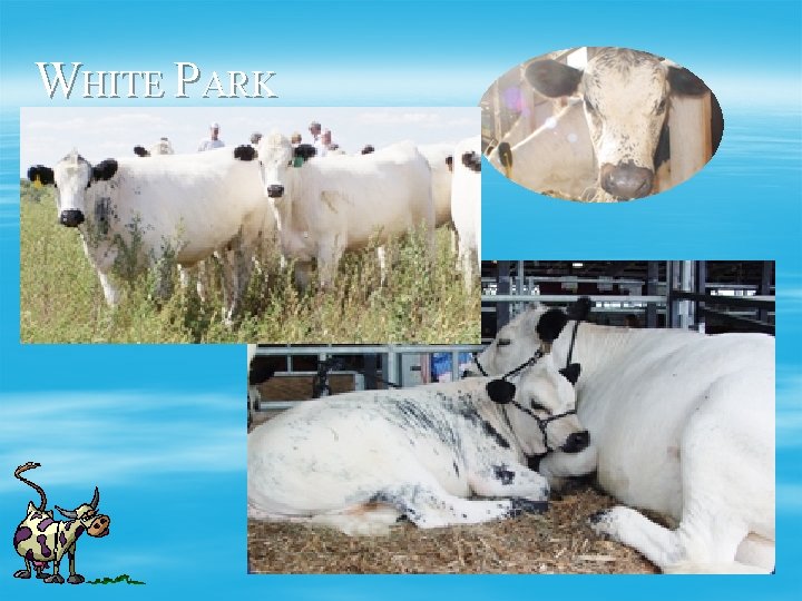 WHITE PARK 