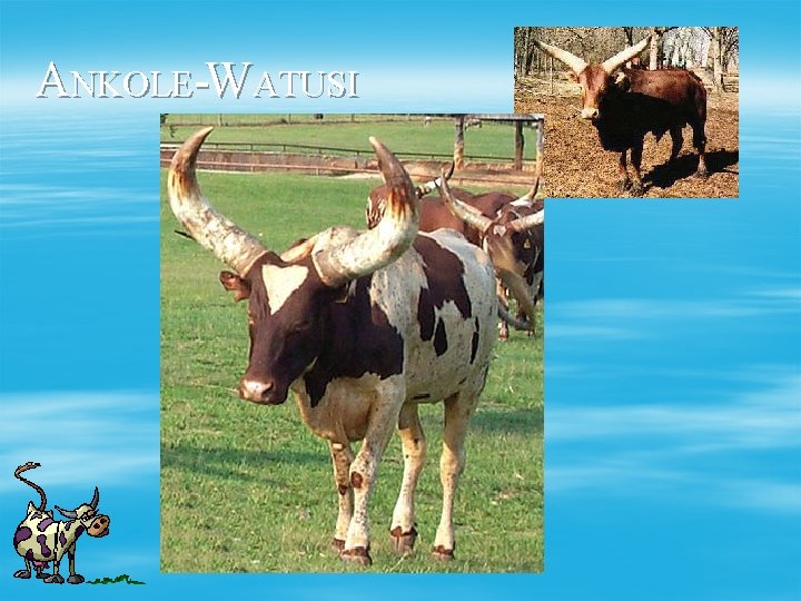 ANKOLE-WATUSI 