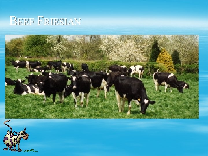 BEEF FRIESIAN 