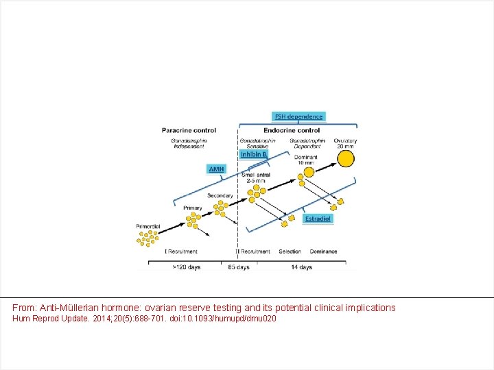 From: Anti-Müllerian hormone: ovarian reserve testing and its potential clinical implications Hum Reprod Update.