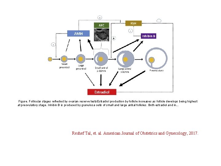 Figure. Follicular stages reflected by ovarian reserve tests. Estradiol production by follicle increases as