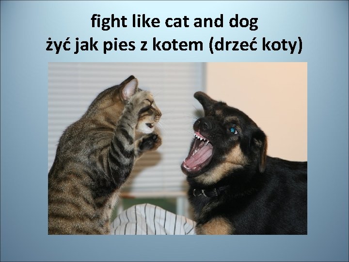 fight like cat and dog żyć jak pies z kotem (drzeć koty) 