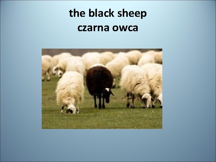 the black sheep czarna owca 