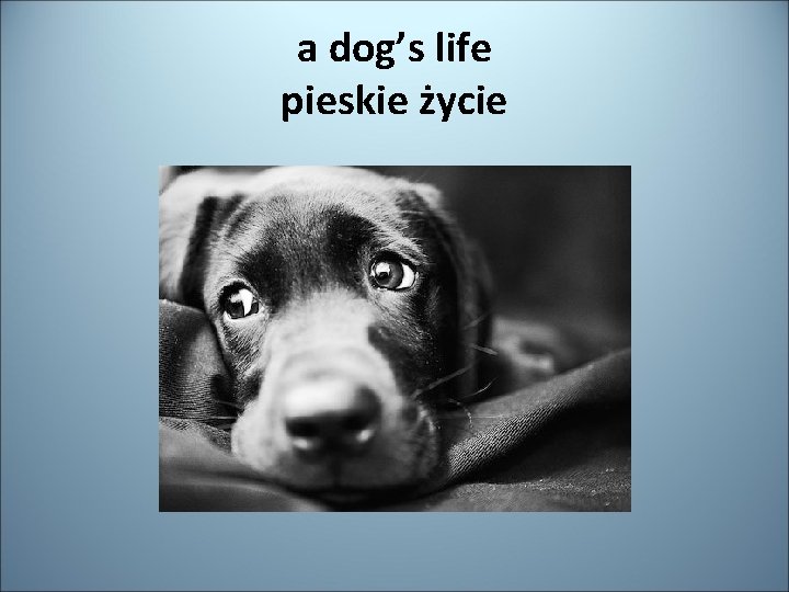 a dog’s life pieskie życie 