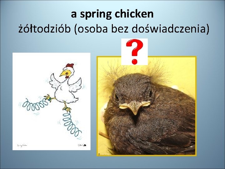 a spring chicken żółtodziób (osoba bez doświadczenia) 