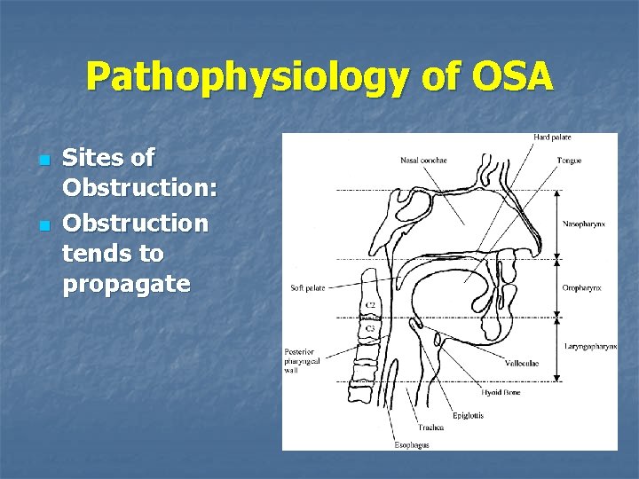 Pathophysiology of OSA n n Sites of Obstruction: Obstruction tends to propagate 