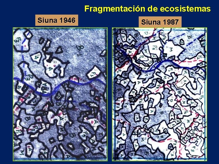 Fragmentación de ecosistemas Siuna 1946 Siuna 1987 