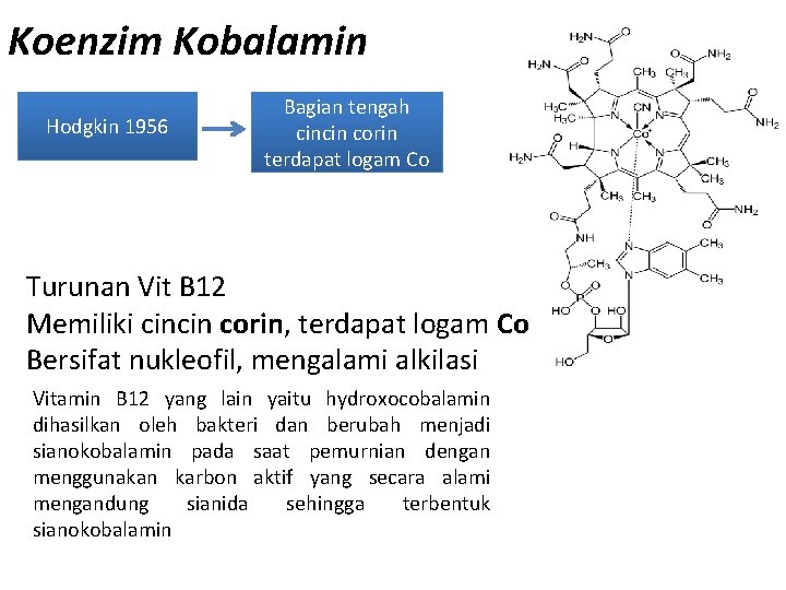 Koenzim Kobalamin Hodgkin 1956 Bagian tengah cincin corin terdapat logam Co Turunan Vit B