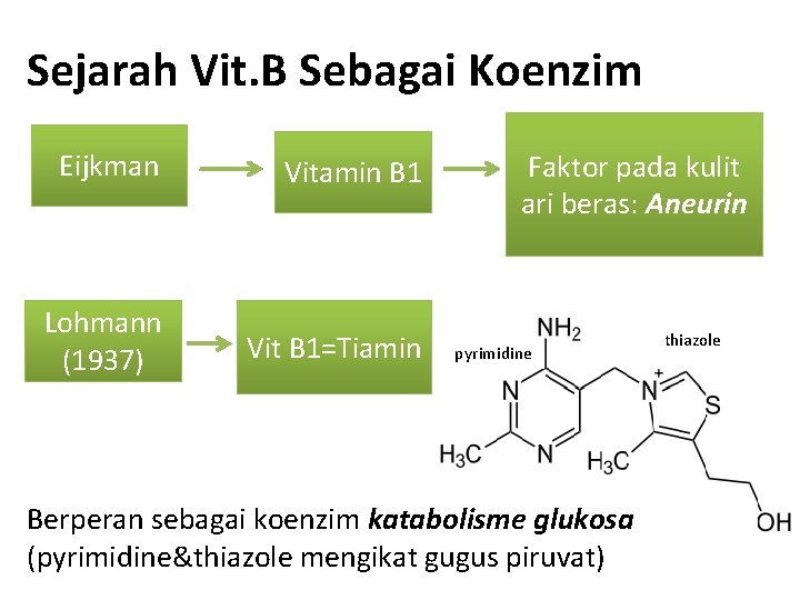 Sejarah Vit. B Sebagai Koenzim Eijkman Vitamin B 1 Lohmann (1937) Vit B 1=Tiamin