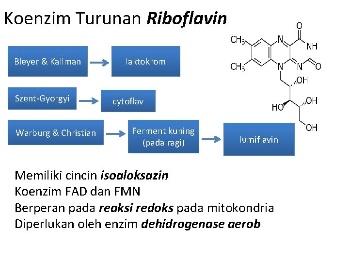 Koenzim Turunan Riboflavin Bleyer & Kallman Szent-Gyorgyi Warburg & Christian laktokrom cytoflav Ferment kuning