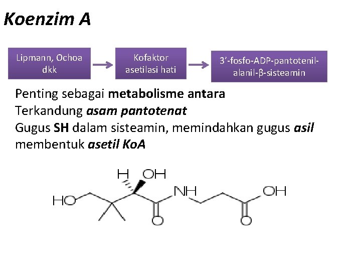 Koenzim A Lipmann, Ochoa dkk Kofaktor asetilasi hati 3’-fosfo-ADP-pantotenilalanil-β-sisteamin Penting sebagai metabolisme antara Terkandung