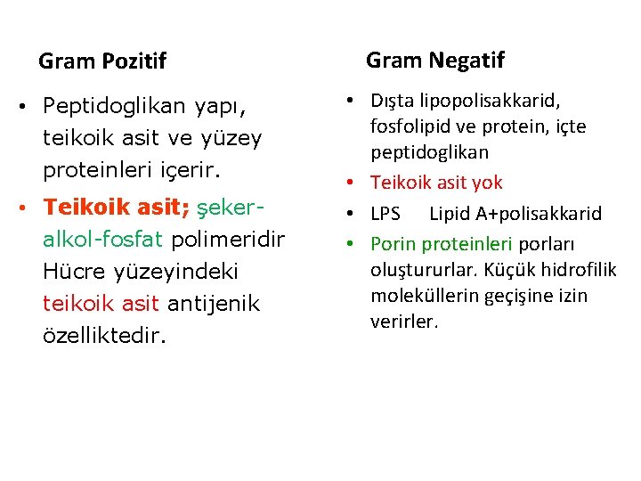 Gram Pozitif • Peptidoglikan yapı, teikoik asit ve yüzey proteinleri içerir. • Teikoik asit;