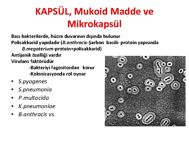 KAPSÜL, Mukoid Madde ve Mikrokapsül Bazı bakterilerde, hücre duvarının dışında bulunur Polisakkarid yapıdadır (B.