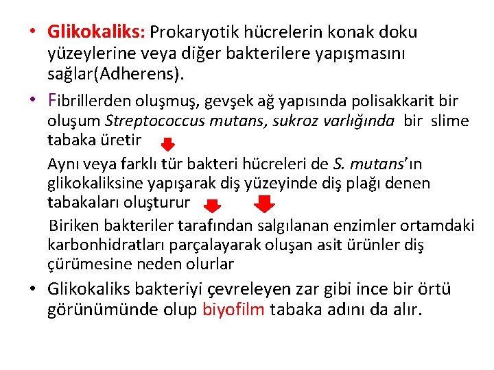  • Glikokaliks: Prokaryotik hücrelerin konak doku yüzeylerine veya diğer bakterilere yapışmasını sağlar(Adherens). •