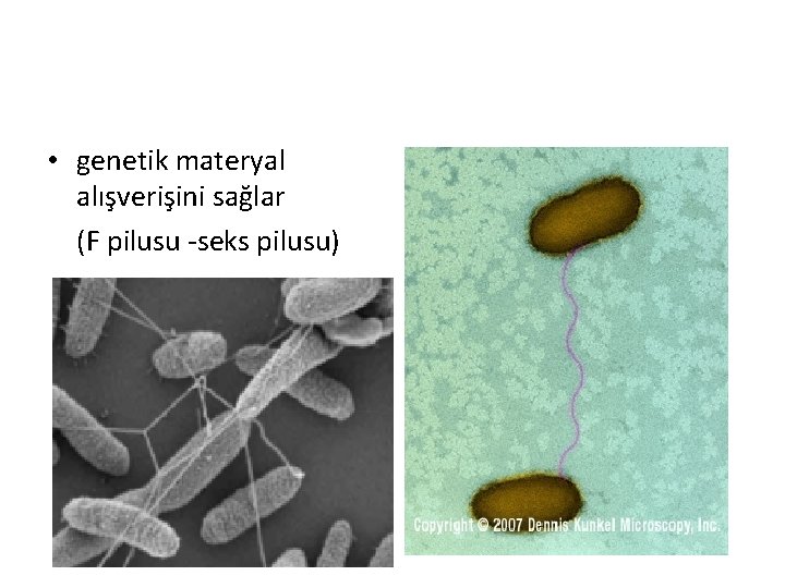  • genetik materyal alışverişini sağlar (F pilusu -seks pilusu) 