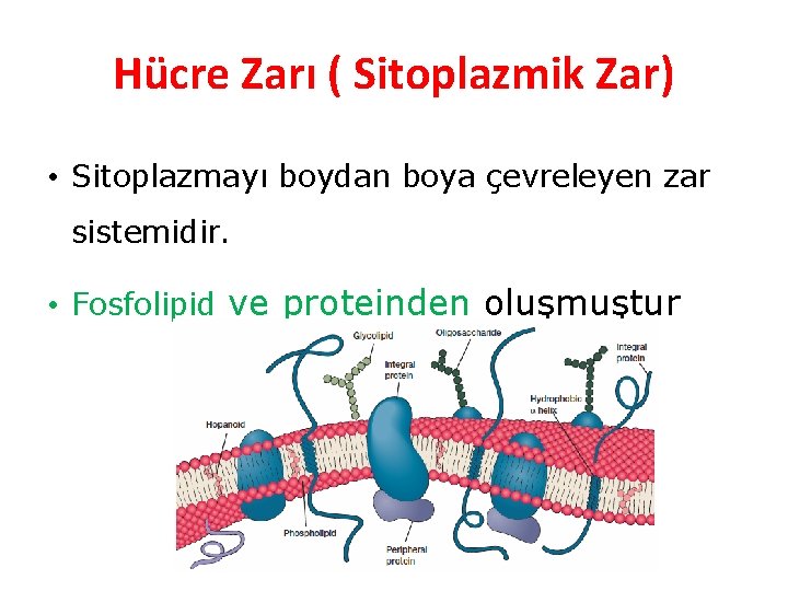 Hücre Zarı ( Sitoplazmik Zar) • Sitoplazmayı boydan boya çevreleyen zar sistemidir. • Fosfolipid