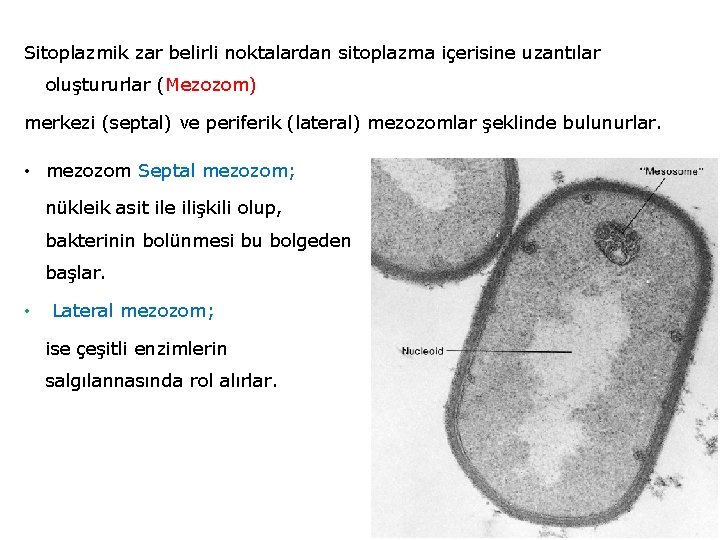 Sitoplazmik zar belirli noktalardan sitoplazma içerisine uzantılar oluştururlar (Mezozom) merkezi (septal) ve periferik (lateral)