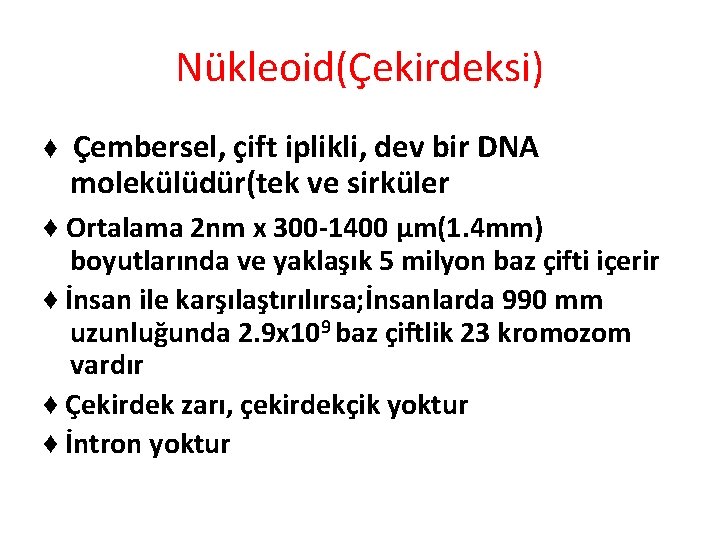 Nükleoid(Çekirdeksi) ♦ Çembersel, çift iplikli, dev bir DNA molekülüdür(tek ve sirküler ♦ Ortalama 2