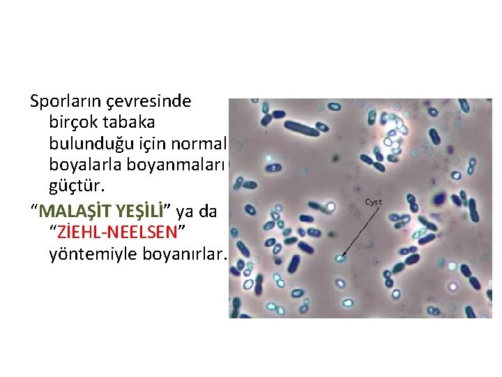 Sporların çevresinde birçok tabaka bulunduğu için normal boyalarla boyanmaları güçtür. “MALAŞİT YEŞİLİ” ya da