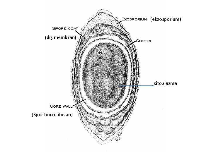 (ekzosporium) (dış membran) sitoplazma (Spor hücre duvarı) 