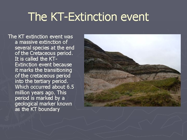 The KT-Extinction event The KT extinction event was a massive extinction of several species