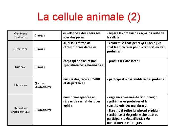 La cellule animale (2) Membrane nucléaire Chromatine Nucléole Ribosomes Réticulum endoplasmique � noyau �