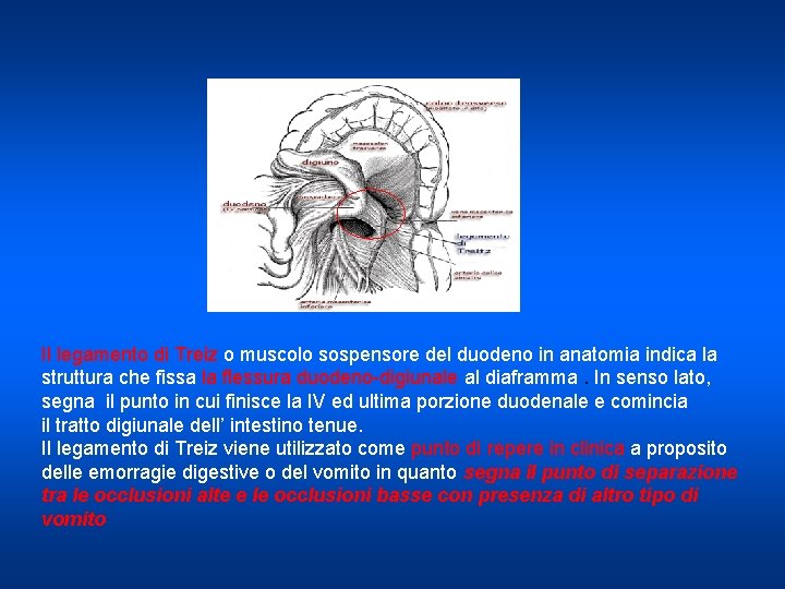 Il legamento di Treiz o muscolo sospensore del duodeno in anatomia indica la struttura