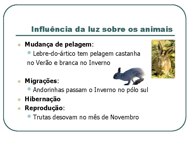 Influência da luz sobre os animais l Mudança de pelagem: • Lebre-do-ártico tem pelagem