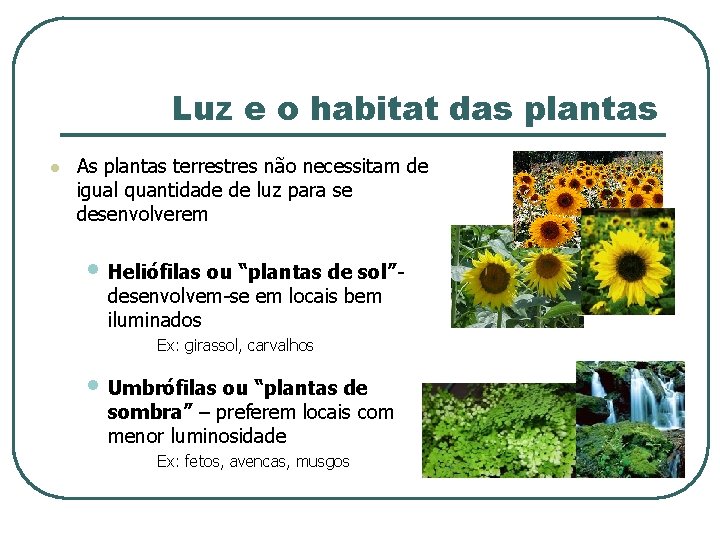 Luz e o habitat das plantas l As plantas terrestres não necessitam de igual