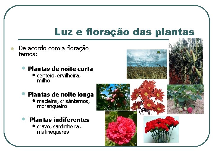 Luz e floração das plantas l De acordo com a floração temos: • Plantas