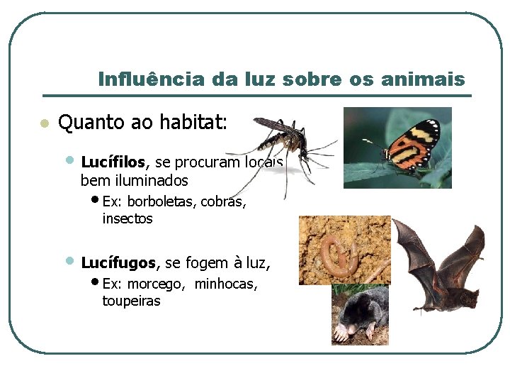 Influência da luz sobre os animais l Quanto ao habitat: • Lucífilos, se procuram