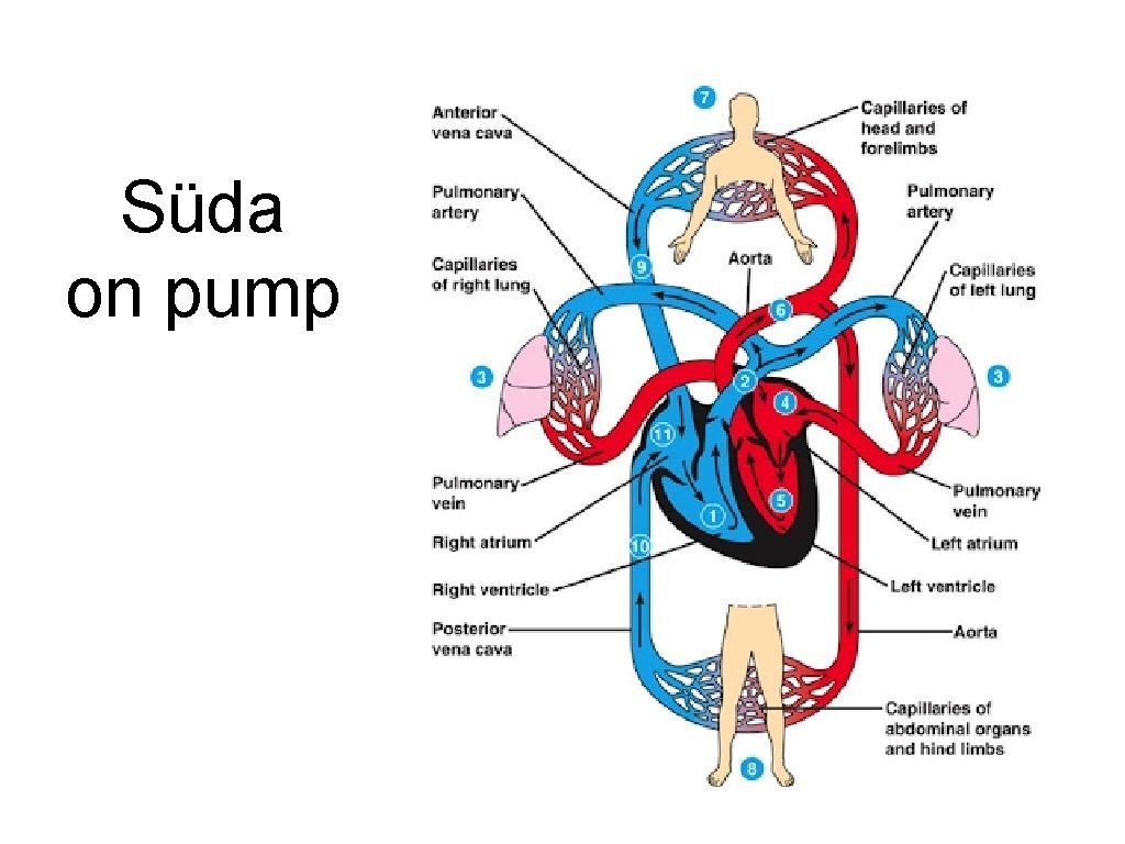 Süda on pump 