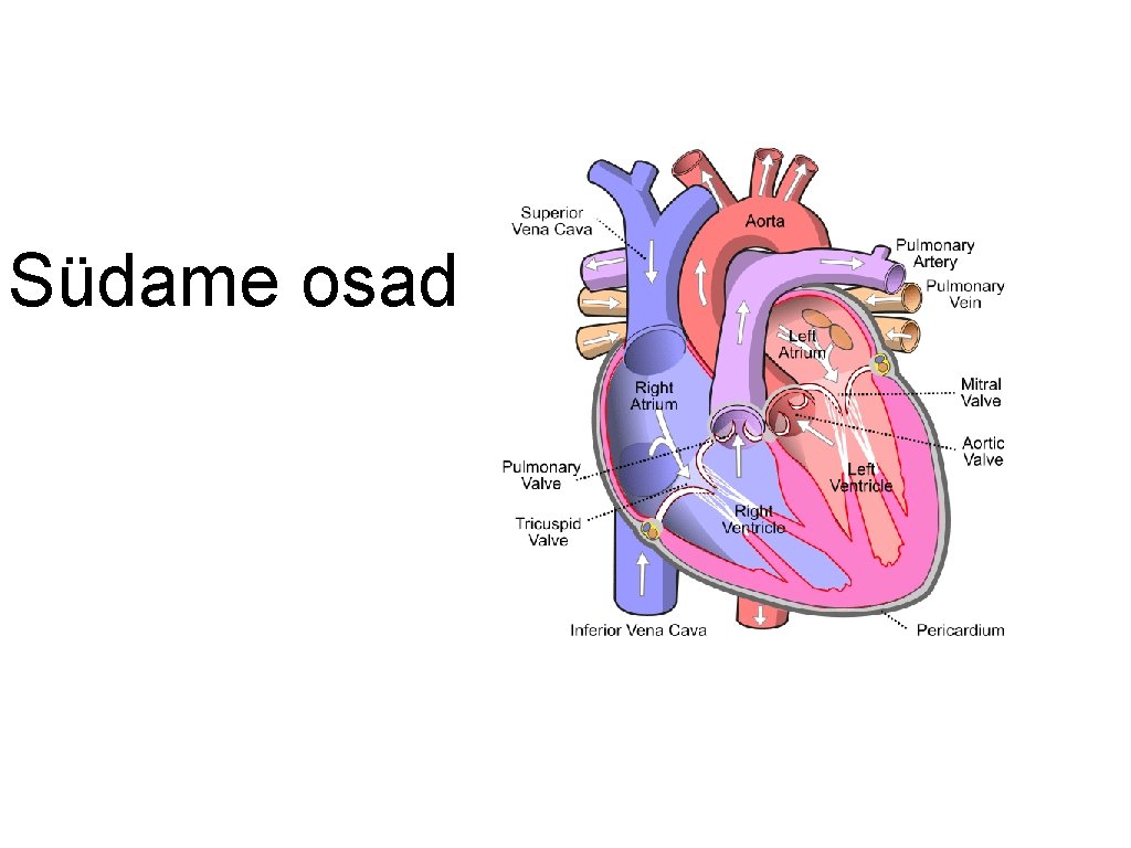 Südame osad 