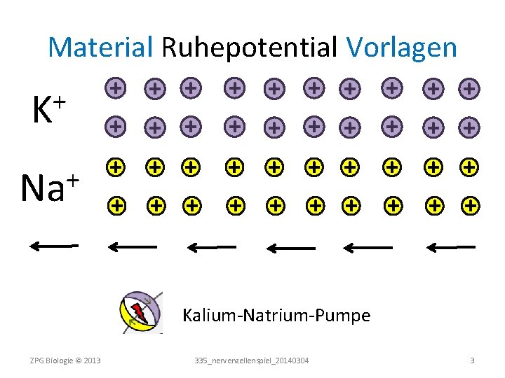 Material Ruhepotential Vorlagen + K + + + + Na + + + +