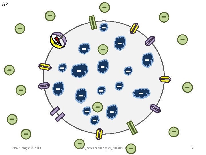 AP - - - - - ZPG Biologie © 2013 - 335_nervenzellenspiel_20140304 - 7
